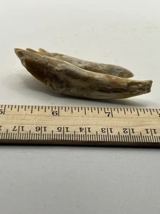 BASILOSAURUS TOOTH FOSSIL Late Eocene 40 Mi Yrs Old Artiodactyl 3” SC 312 - Picture 1 of 4