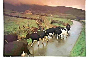 Dingle Peninsula Co. Kerry Irland • Kühe am Coumeenole Strand - Bild 1 von 2