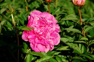 rosa Pfingstrose Dr. Alexander Flemming reichblühend duftende Päonie im Topf - Bild 1 von 1