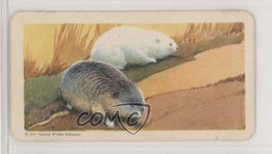 1962 Brooke Bond Red Rose Animals of North America Series 2 Tea #8 0t5