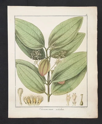 Kupferstich um 1835 + Text Cinnamomum nitidum Zimt Hayne Guimpel Botanik - Bild 1 von 3