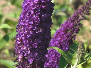 Sommerflieder Buddleia Buddleja Black Knight 60-100 cm 2 L Topf - Bild 1 von 3