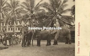 Postal Straits, Malay Malasia, Kuala Kangsar, Perak, Elefantes (1910s) - Imagen 1 de 2