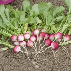 Lot De 200 Graines De Radis Rond National 2 Semences Graines Seed - Foto 1 di 1