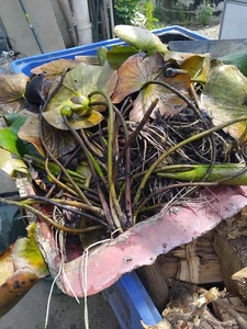 water lilies for ponds - Picture 1 of 1