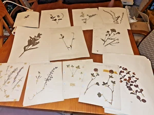 SELTENE 50ER JAHRE ORDNER BRITISCHES HERBARIUM TROCKENBLUMEN WILDBLUMEN 230 SEITEN - Bild 1 von 18