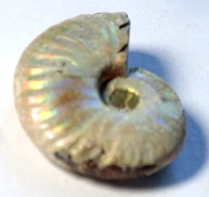 SMALL IRIDESCENT AMMONITE FOSSIL - 3.0 x 2.5 cms 12.03 gms #5 - Bild 1 von 4