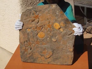 Ammonite Fossil Sea Shell Group Morocco Cambrian Period 485 Million Years Old - Picture 1 of 7
