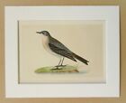 Water Pipit - Charles Bree 1860s Antique Mounted Hand Coloured Bird Print