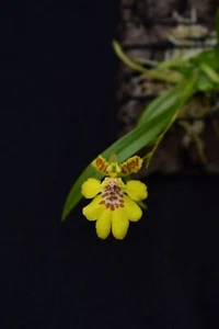 Erycina crista-galli Orchidee - Bild 1 von 2