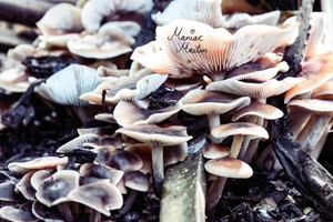 Mushroom Cluster - Picture 1 of 1