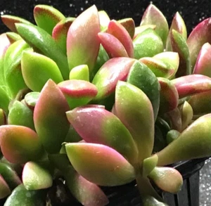 Hojas Feuilles leaves foglies Anacampseros sunrise variegata Succulent - Imagen 1 de 2