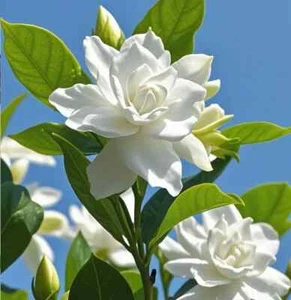 00920A weiße Gardenia 3 Samen Riesen Blüten Magnolie Gardenie - Bild 1 von 1