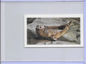 1958 Elephant Seal Horniman's Tea Wild Animals Card #35 Series of 48 - Picture 1 of 2