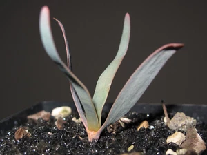 WELWITSCHIA mirabilis / 2 sof / Namibia / Caudex - Foto 1 di 4