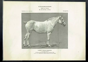Planche 1124 - Journal des Eleveurs - Laddy Jument Ardennaise - 1911 - Picture 1 of 1