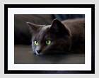 RESTING BLACK CAT KITTEN GREEN EYE BLACK FRAME FRAMED ART PRINT PICTURE B12X9456