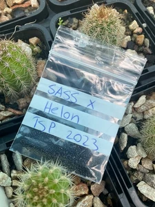 Cactus Seeds. SASS x Helon. TSP 23. - Picture 1 of 2