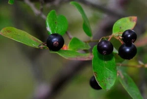Sparkleberry Tree {Vaccinium arboreum} 15+ Pre-Stratified seeds Fruiting Shrub - Picture 1 of 3