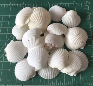 VENTA COMPRA 50 White 1 1/4” vieira Seashell obtén 50 gratis recogidas y lavadas a mano - Imagen 1 de 4