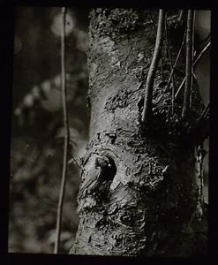 VINTAGE Magic Lantern Slide A BLUE TIT ON A TREE C1930 PHOTOGRAPH BIRDS - Picture 1 of 3