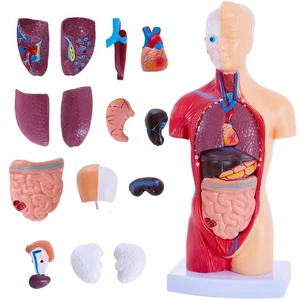 Modello Corpo Umano 11 Pollici, 14 Pezzi Modello Anatomico Torso Umano Rimovibile - Foto 1 di 2