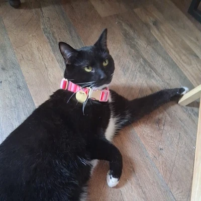 Собачий ошейник упакованный для вечеринки на День святого Валентина размер маленький 9-14 дюймов розовая полоса - Изображение 1 из 4