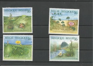 Fiori del Belgio - Foto 1 di 1