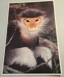 VTG School Classroom Discovery Posters Animals Monkeys Teachers Aid Science