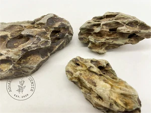 River Dragon Stone (Ohko Stone) / Planted Aquarium / Decoration / Hardscape - Picture 1 of 6