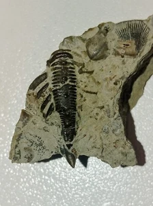 British Silurian fossils Dudley, Encrinurus , Dalmanites - Picture 1 of 4