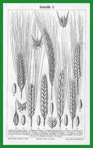 1897: Getreide: Getreidearten: Getreide I.-III. 3 Grafiktafeln + OText - Bild 1 von 4