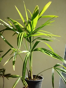 HANFPALME Trachycarpus fortunei 50-60cm winterharte Palme -17C° - Bild 1 von 8