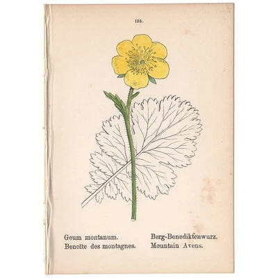 Antigua litografía coloreada a mano impresión botánica de 1879 138 Avens de montaña Foto 1 de 2