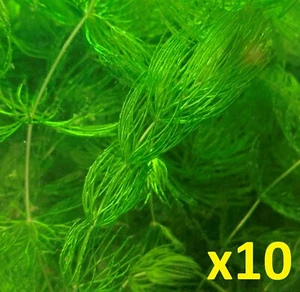 10 Freshwater Hornworts/Ceratophyllum Demersum/Coontail Aquarium Plants. - Picture 1 of 3