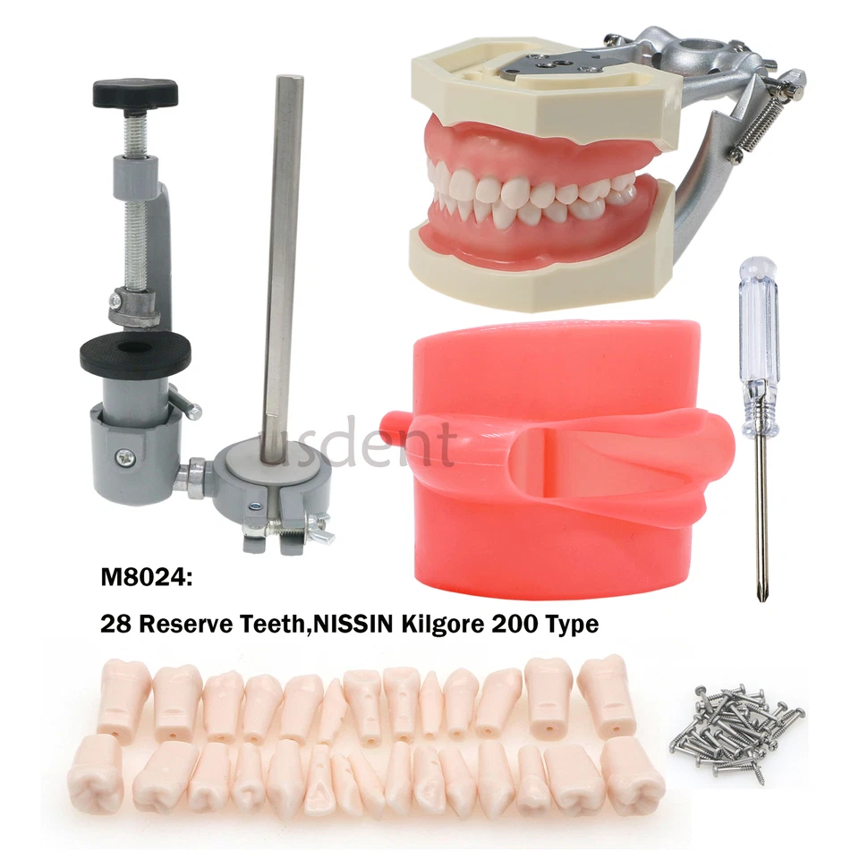 Modelo dental detallado Fit Kilgore NISSIN 500 Typodont 28 piezas con dientes extraíbles Foto 1 de 4