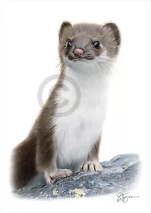WEASEL colour pencil drawing print A4 / A3 signed by UK artist artwork - Picture 1 of 1