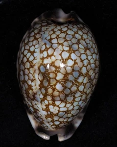 CYPRAEA HISTRIO TOP - Bild 1 von 2