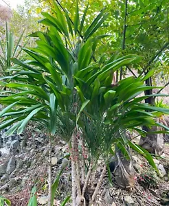 Cordyline rubra - 50 seeds - germination tested - Picture 1 of 7