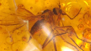Mosca danza predatoria con acari in pietra preziosa fossile ambra baltica - Foto 1 di 15