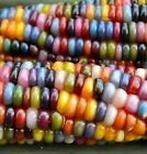 20 Pcs Colorful Hybrid Corn Seeds Rare Sweet Organic Sweet Heirloom NON GMO