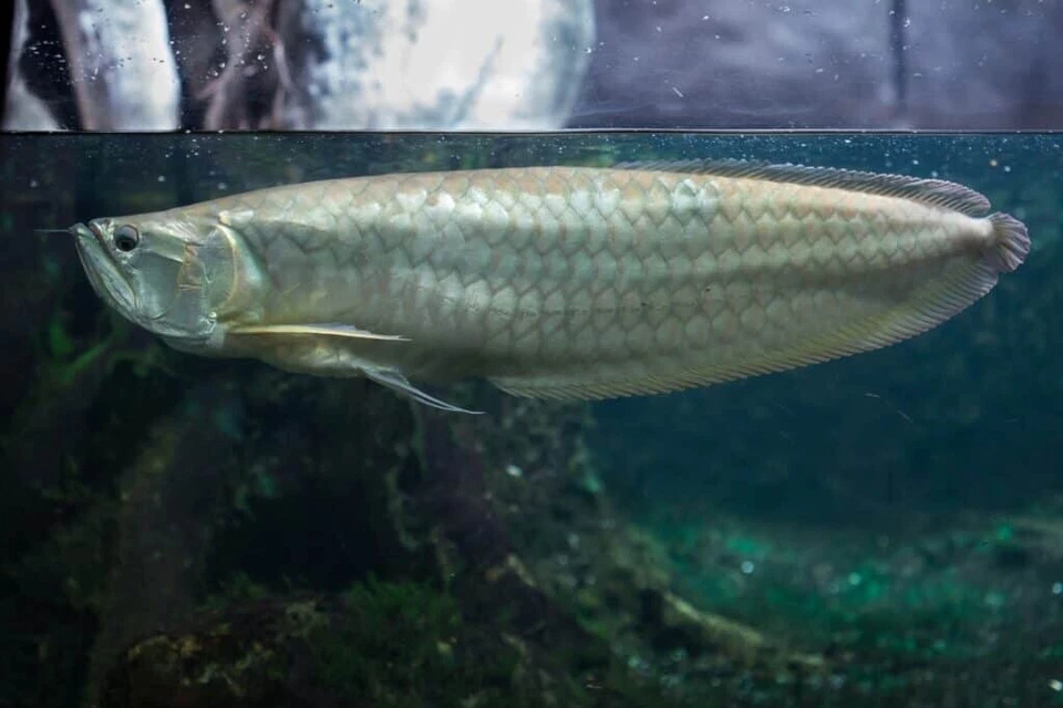 live tropical fish arowana - Image 1 of 1