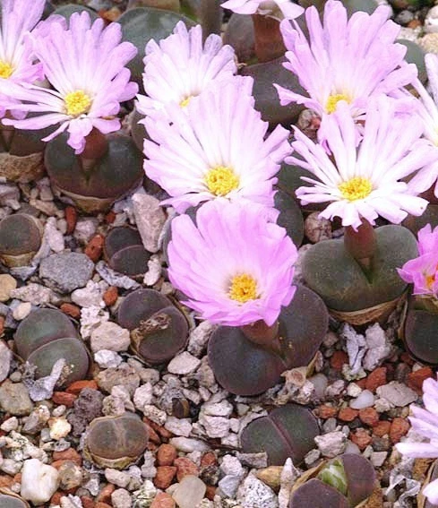 Conophytum friedrichii cacto exótico pedras vivas raras semente mesemb 100 SEMENTES - Imagem 1 de 1