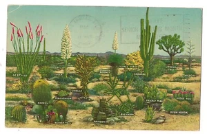 VARIETIES of DESERT VEGETATION Names Cactus Cacti Chart Arizona Postcard AZ 1967 - Picture 1 of 2