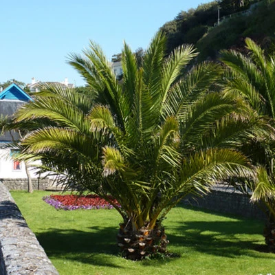 Tropical Palm Tree, Phoenix Canariensis 80cm-1m Tall, 19cm Potted Plant - Image 1 of 4
