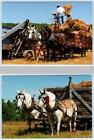 2 Postcards WHITEWATER, Wisconsin WI ~ Percheron Horses MISCHKA FARM  4x6"
