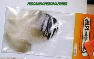 ALPI FLIES art.M78AM piuma anatra mandarina striata -costruzione mosche - Imagen 1 de 1