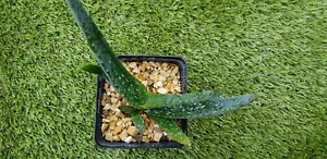 ALOE "Camperi", Plant de 10cm de Ø ! - Imagen 1 de 2