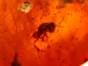 3 EXTINCT Stingless Bees in Orange Dominican Amber Fossil Gemstone - Picture 1 of 8
