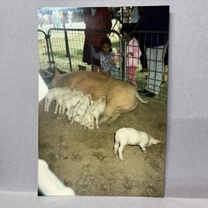 Vintage Fundfoto Karneval Schwein schlafend füttern Babys Bauernhoftier 80er Jahre - Bild 1 von 2